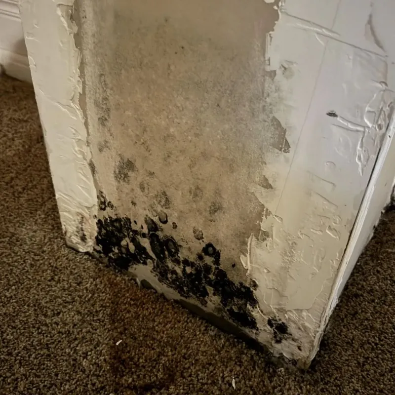 Professional Mold Removal in Perry County, MS